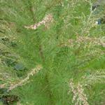 Eupatorium capillifolium 'Elegant Plume' - 