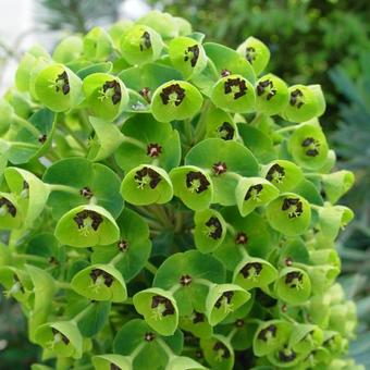 Euphorbia characias 'Black Pearl'