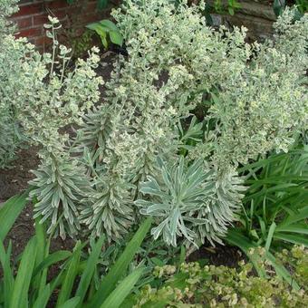 Euphorbia characias 'Silver Swan'