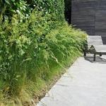 Festuca glauca 'Hoggar' - 