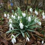 Galanthus nivalis - Kleines Schneeglöckchen