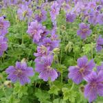 Geranium 'Alan Mayes' - 