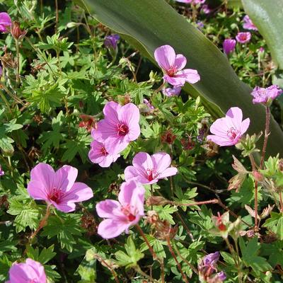 Geranium 'Light Dilys' - 