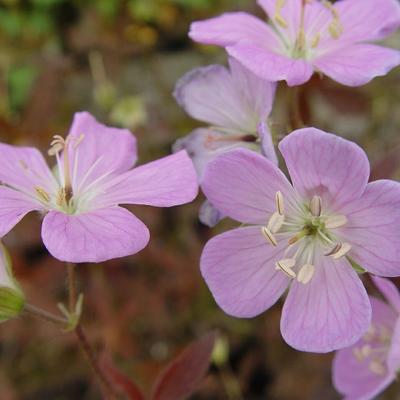 Geranium maculatum 'Elizabeth Ann' - 