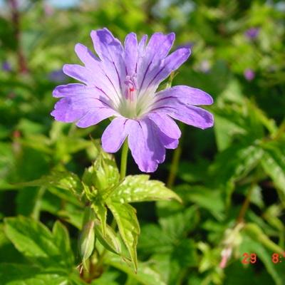 Geranium nodosum 'Marijke' - Geranium nodosum 'Marijke'