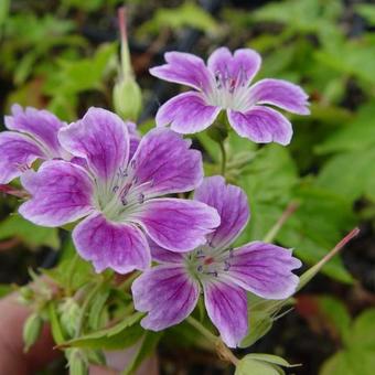 Geranium nodosum 'Whiteleaf'