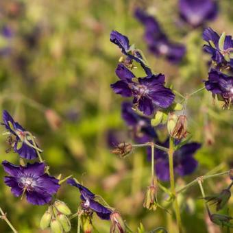 Geranium phaeum 'Lily Lovell'