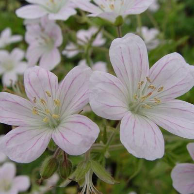 Geranium sylvaticum 'Angulatum' - 