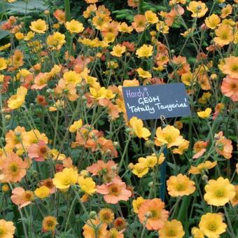 Geum 'Totally Tangerine'