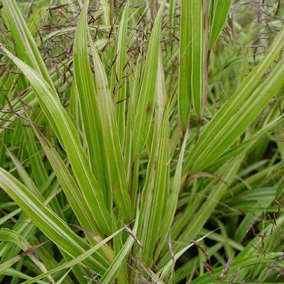 Hakonechloa macra 'Albostriata' - Hakonechloa macra 'Albostriata'