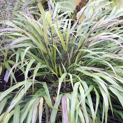 Hakonechloa macra 'Beni-kaze' - Hakonechloa macra 'Beni-kaze'