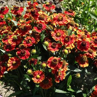 Helenium 'Red Jewel'