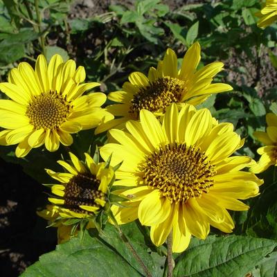 Helianthus decapetalus 'Triomphe de Gand' - Helianthus decapetalus 'Triomphe de Gand'