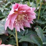 Helleborus orientalis 'DOUBLE ELLEN Pink' - 