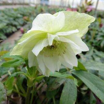 Helleborus orientalis 'DOUBLE ELLEN White'