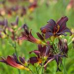 Hemerocallis 'American Revolution' - 