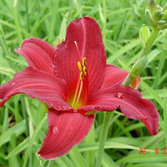 Hemerocallis 'Carolina Cranberry'