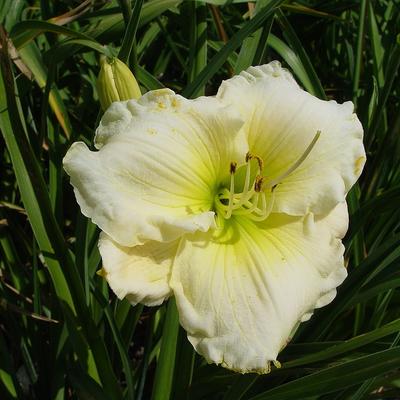 Hemerocallis 'Cool It' - 