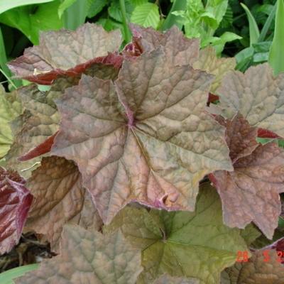 Heuchera 'Brownies' - Heuchera 'Brownies'