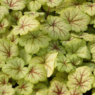 Heuchera 'Circus' - 