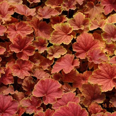 Heuchera 'Delta Dawn' - Heuchera 'Delta Dawn'