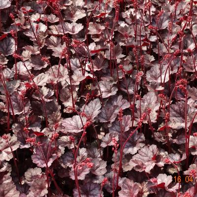 Heuchera 'Glitter' - Heuchera 'Glitter'