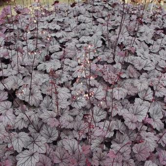 Heuchera 'Sugar Plum'