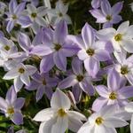 Ipheion uniflorum 'Wisley Blue'