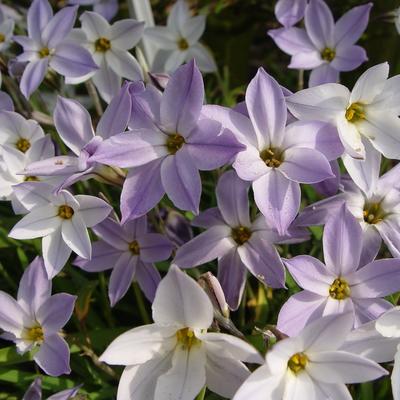 Ipheion uniflorum 'Wisley Blue' - 