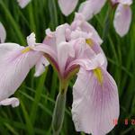 Iris ensata 'Darling' - 