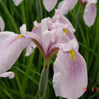 Iris ensata 'Darling'