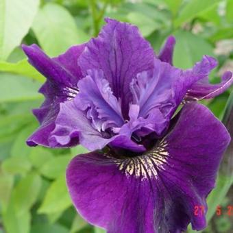 Iris sibirica 'Ruffled Velvet'