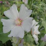 Lavatera 'Silver Barnsley' - Lavatera 'Silver Barnsley'