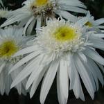 Leucanthemum 'Christine Hagemann' - Leucanthemum 'Christine Hagemann'