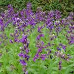 Lobelia x speciosa 'FAN Blue' - 