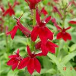 Lobelia x speciosa 'FAN Burgundy' - Lobelia x speciosa 'Fan Burgundy'