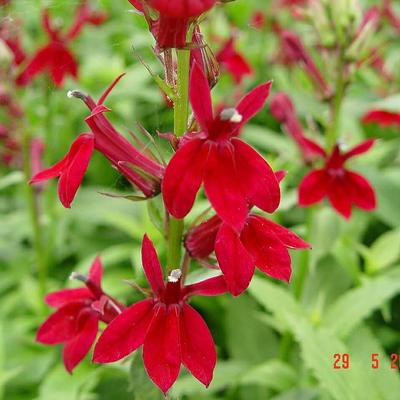 Lobelia x speciosa 'FAN Burgundy' - 