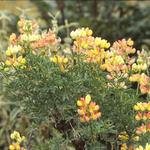 Lupinus arboreus - 