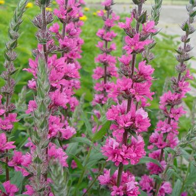 Lythrum salicaria 'Pink Blush' - Lythrum salicaria 'Pink Blush'