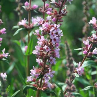 Lythrum salicaria 'Pink Tails'