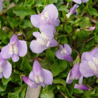 Mazus miquelii - 