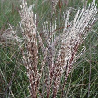 Miscanthus sinensis 'Dread Locks'