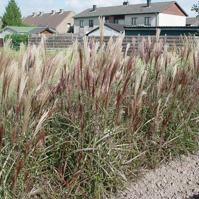 Miscanthus sinensis 'Dronning Ingrid'