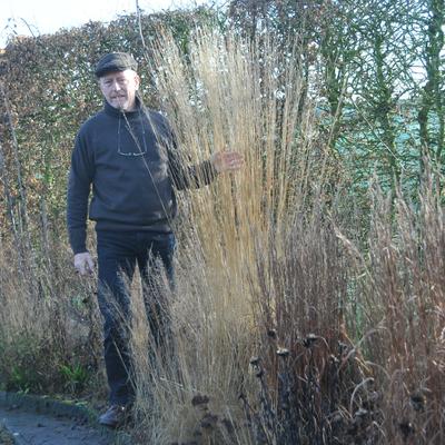 Molinia caerulea 'JS Aha-Erlebnis'