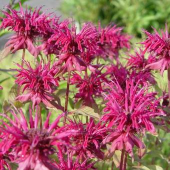 Monarda 'Gewitterwolke'