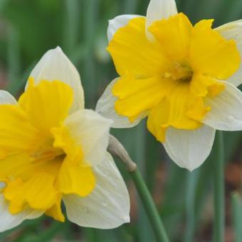 Narcissus 'Centannees'