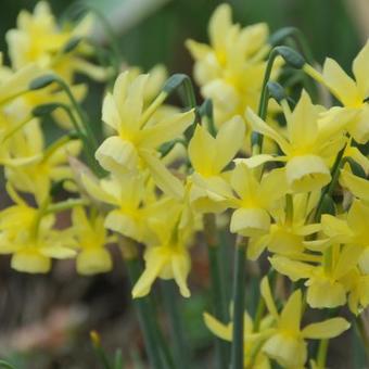 Narcissus triandrus 'Hawera'