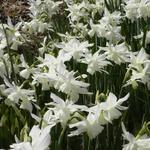 Narcissus triandrus 'Thalia' - NARCISSE 'THALIA' , JONQUILLE 'THALIA'