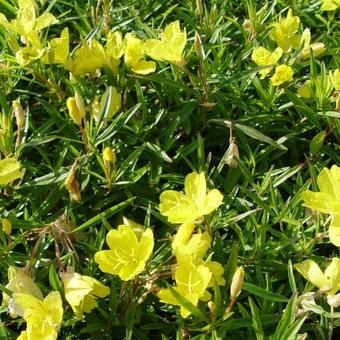 Oenothera fruticosa 'African Sun'