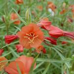 Oenothera versicolor 'Sunset Boulevard' - 